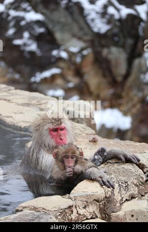 Singe-neige mère et enfant prenant la source chaude, à Nagano, Japon Banque D'Images