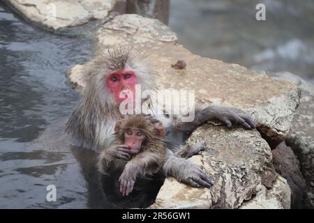 Singe-neige mère et enfant prenant la source chaude, à Nagano, Japon Banque D'Images