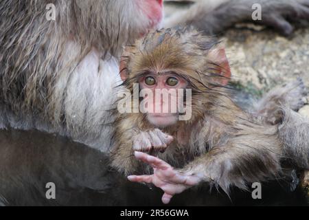 Singe-neige mère et enfant prenant la source chaude, à Nagano, Japon Banque D'Images