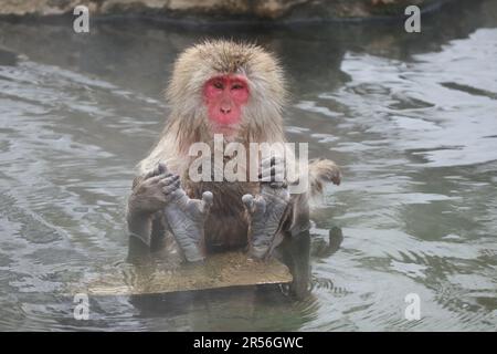 Singe-neige mère et enfant prenant la source chaude, à Nagano, Japon Banque D'Images