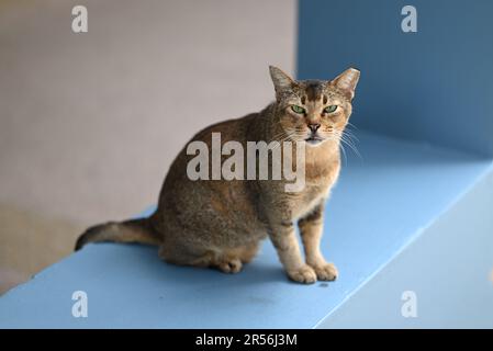 Singapour chats isolés dans la zone de logement Banque D'Images