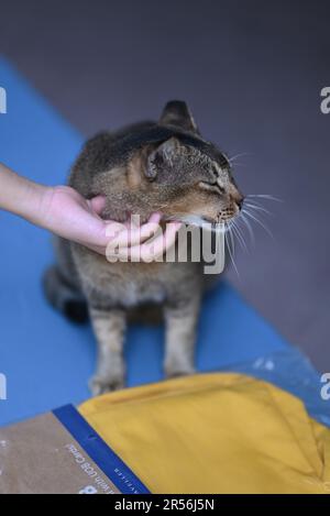 Singapour chats isolés dans la zone de logement Banque D'Images