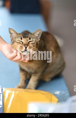 Singapour chats isolés dans la zone de logement Banque D'Images