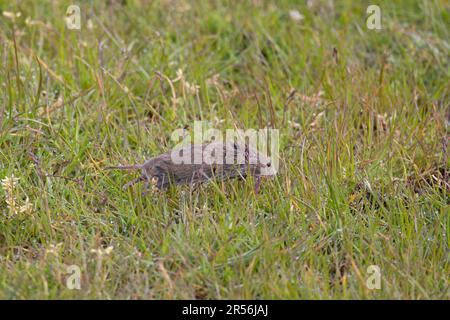 Taupe à queue courte (Microtus agrestis) traversant le Suffolk de graminées Royaume-Uni GB Mai 2023 Banque D'Images