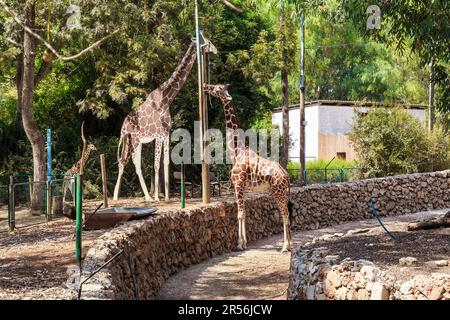 RAMAT GAN, ISRAËL - 25 SEPTEMBRE 2023 : c'est une scène avec une girafe dans une enceinte de parc safari, qui est venue discuter avec un mannequin à l'enclamo Banque D'Images