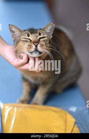 Singapour chats isolés dans la zone de logement Banque D'Images