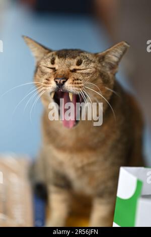 Singapour chats isolés dans la zone de logement Banque D'Images