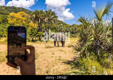 Éléphants à Shire River dans le parc national de Liwonde au Malawi. Éléphant de poche : le touriste prend en photo un éléphant dans le parc national de Liwonde avec son téléphone portable Banque D'Images