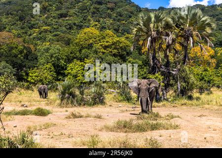 Deux éléphants paissent près de la rivière Shire dans le parc national de Liwonde, au Malawi, au pied d'une colline boisée avec des palmiers Borassus (Borassus aethiopum). Banque D'Images