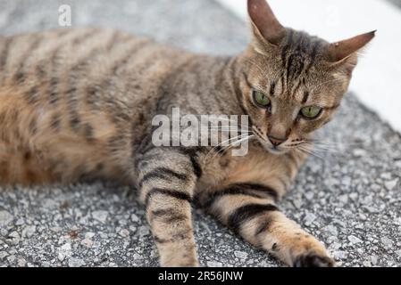 Singapour chats isolés dans la zone de logement Banque D'Images