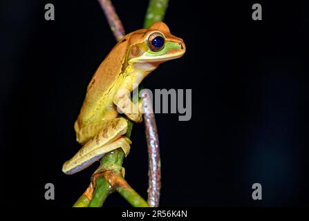 La grenouille-arbre masquée (Smilisca phaeota) de Sarapiqui, au Costa Rica. Banque D'Images