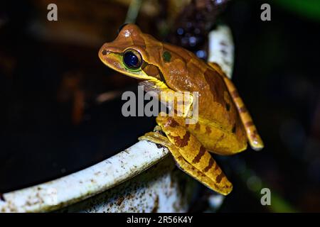 La grenouille-arbre masquée (Smilisca phaeota) de Sarapiqui, au Costa Rica. Banque D'Images