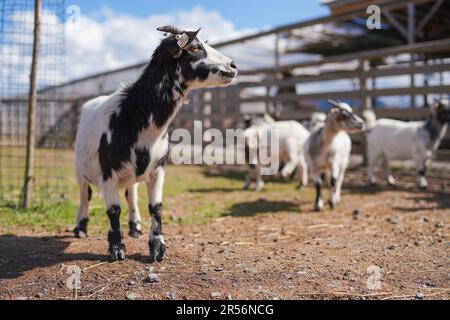 Groupe de petits pygmée américaine blanche et noire détail de chèvre Cameroun sur la tête avec des cornes, ferme floue avec plus d'animaux arrière-plan Banque D'Images