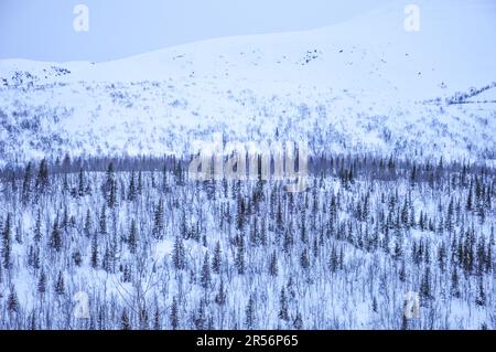 Forêt de montagne enneigée à Kirovsk, Oblast de Mourmansk, Russie Banque D'Images