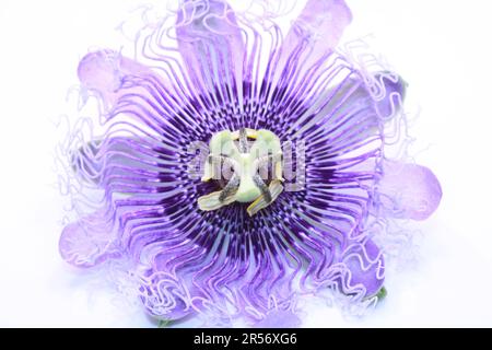 Fleur de passion violette isolée sur fond blanc, gros plan de la photo Banque D'Images