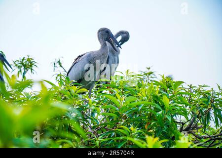 Cigognes asiatiques à bec ouvert ou à bec ouvert asiatiques au sanctuaire d'oiseaux de Ranganatittu , Mandya, Karnataka adultes et poussins Banque D'Images