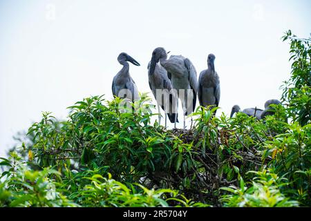 Cigognes asiatiques à bec ouvert ou à bec ouvert asiatiques au sanctuaire d'oiseaux de Ranganatittu , Mandya, Karnataka adultes et poussins Banque D'Images