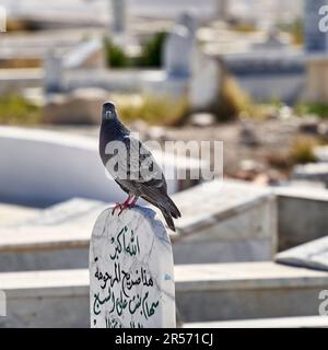 Mahdia, Tunisie, 29 janvier 2023: Dove se trouve sur une pierre tombale avec écriture arabe dans le grand cimetière de la ville côtière de Mahdia. Banque D'Images