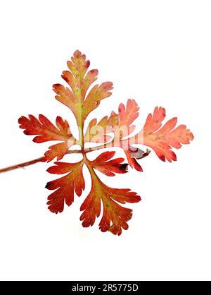 Feuille de géranium rouge d'automne sur fond blanc Banque D'Images