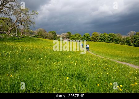 Sentier public traversant une prairie de fleurs sauvages dans la vallée de Ribblehead, dans le Yorkshire. Banque D'Images