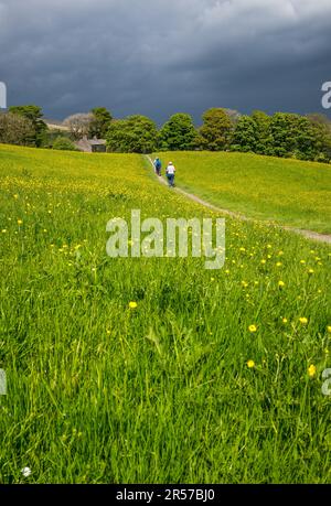 Sentier public traversant une prairie de fleurs sauvages dans la vallée de Ribblehead, dans le Yorkshire. Banque D'Images