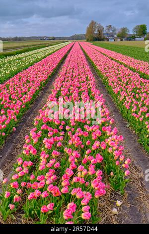 Des rangées de tulipes sans fin dans les champs de bulbes néerlandais. Printemps aux pays-Bas avec des fleurs roses et jaunes vibrantes Banque D'Images