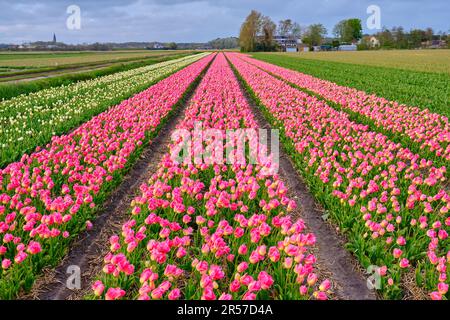 Des rangées de tulipes sans fin dans les champs de bulbes néerlandais. Printemps aux pays-Bas avec des fleurs roses et jaunes vibrantes Banque D'Images