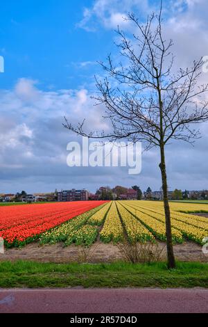 Des rangées de tulipes sans fin dans les champs de bulbes hollandais vue depuis le bord de la route. Banque D'Images