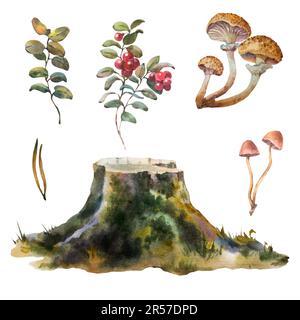 Illustration botanique peinte à la main aquarelle de plante forestière. Un ensemble de plantes forestières, une souche avec de la mousse, des airelles, des champignons, des champignons et Banque D'Images