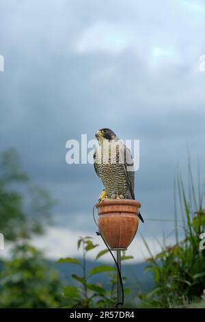 Oiseau chasseur de faucon p lerin Falco peregrinus isol et form