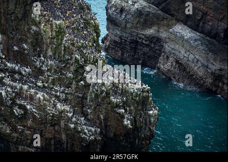 les razorbillets et les guillemots nichent sur les falaises galloises de Pembroke Banque D'Images