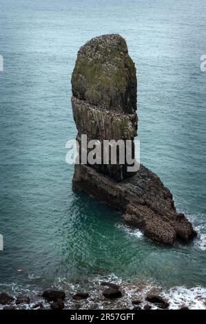 Elegug s'empile dans le pembrokeshire sur le chemin côtier où les razorpates et les guillemots nichent régulièrement Banque D'Images