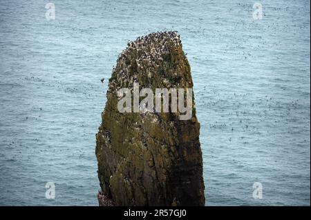 Elegug s'empile sur le littoral de pembroke où les razorbites et les goylemots nichent. Banque D'Images