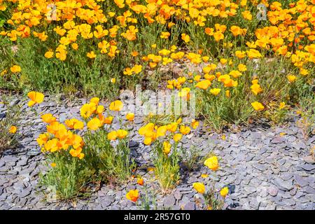 Les coquelicots de Californie, Eschscholzia californica, cultivés par des coupures d'ardoise comme une couverture de sol à faible entretien dans un jardin. Banque D'Images