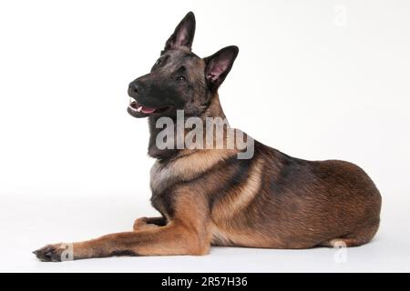 Malinois, Homme, Jeune chien, Malines, Berger belge, Jeune chien Banque D'Images