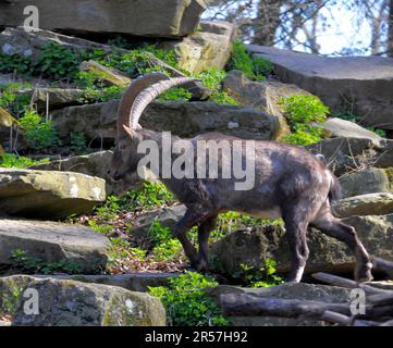 Zoo de Pforzheim, Ibex, Ibex alpin (Capra ibex) ibex alpin Banque D'Images