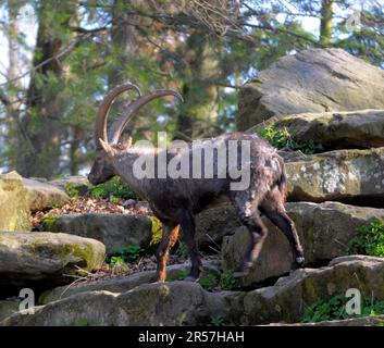 Zoo de Pforzheim, Ibex, Ibex alpin (Capra ibex) ibex alpin Banque D'Images