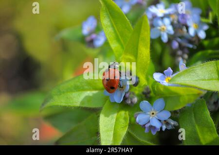 Ladybird avec Forget-Me-Not dans le jardin, bois Forget-Me-Not (Myosotis sylvatica) Ladybird à sept points (Coccinella septempunctata), sept points Banque D'Images