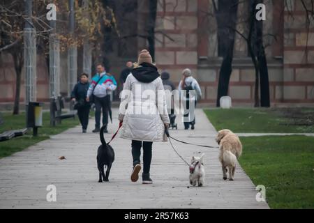 Femme marcheur de chien professionnel exerçant des chiens dans le parc Banque D'Images