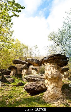 Forêt curieuse en Italie, région du Piemonte, près de la ville de Cuneo. Le nom de la forêt est Banque D'Images