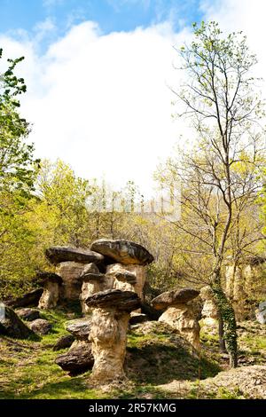 Forêt curieuse en Italie, région du Piemonte, près de la ville de Cuneo. Le nom de la forêt est Banque D'Images