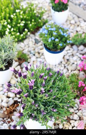 Petit jardin de pierre construit avec des pierres et des plantes alpines Banque D'Images