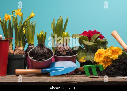 Divers floraison précoce sur une table de plantation avec sol et outils de plantation, temps de jardin ou concept de printemps Banque D'Images