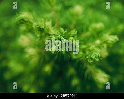 Gros plan d'une épinette de sugarloaf (Picea glauca var. Albertiana 'CONICA') par le dessus, accent sélectif sur le sommet de l'arbre, en utilisant comme fond naturel Banque D'Images