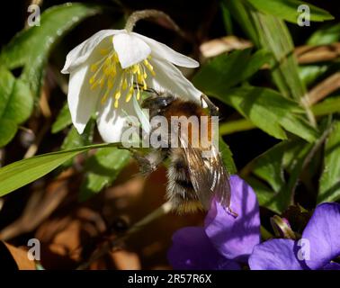 Abeille commune de Carder (Bombus pascuorum) à un anémone de bois Banque D'Images