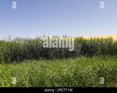 Mauritanie, région d'Adrar, oasis de Mhaireth, paysage Banque D'Images