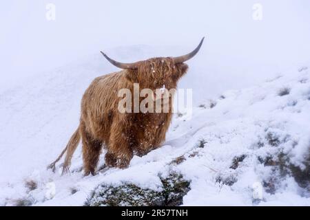 Highland Cow in the Snow, Pentland Hills, Édimbourg Banque D'Images
