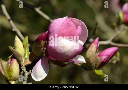 Fleur de tulipe Magnolia Banque D'Images