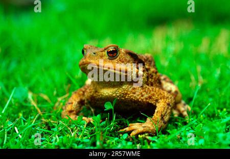 Crapaud (bufo bufo), photo de portrait Banque D'Images