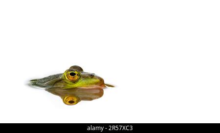 Macro gros plan de la tête d'une grenouille verte sortant de l'eau dans la vue de profil, la réflexion créant la symétrie, le bas-angle, le minimalisme, l'espace de copie, Banque D'Images